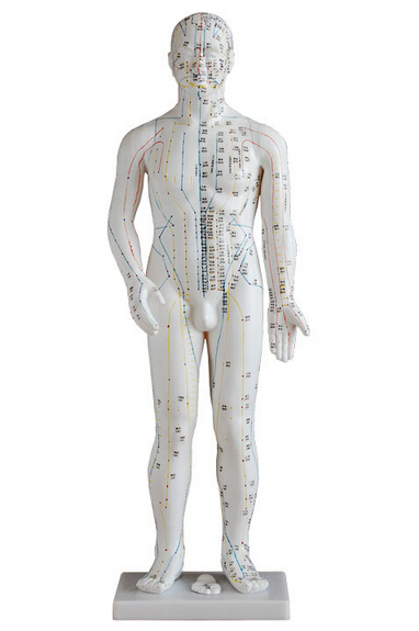 針灸訓練模型的應用