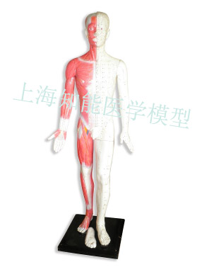 針灸訓(xùn)練模型