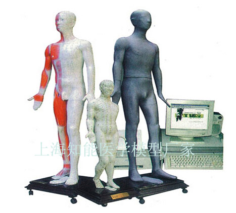 針灸訓(xùn)練模型