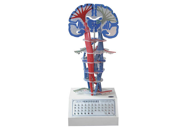 知能醫學模型中樞神經傳導電動模型測評報告