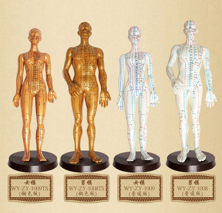 經絡準確的人體模型買多大的好？