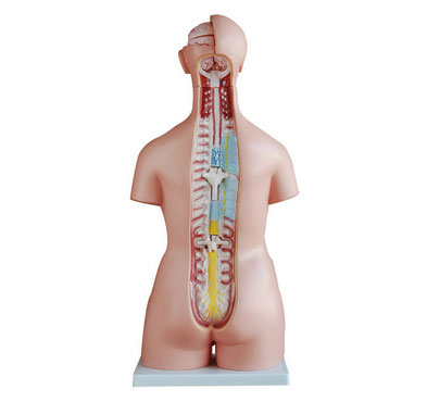 知能醫學模型兩性互換軀干模型(85cm 40件) BIX-A1043 知能醫學模型兩性互換軀干模型(85cm 40件) BIX-A1043