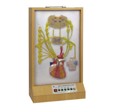 心臟神經支配電動模型