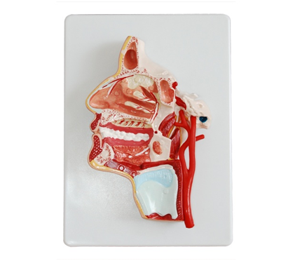 口、鼻、咽、喉內(nèi)側(cè)面血管神經(jīng)模型